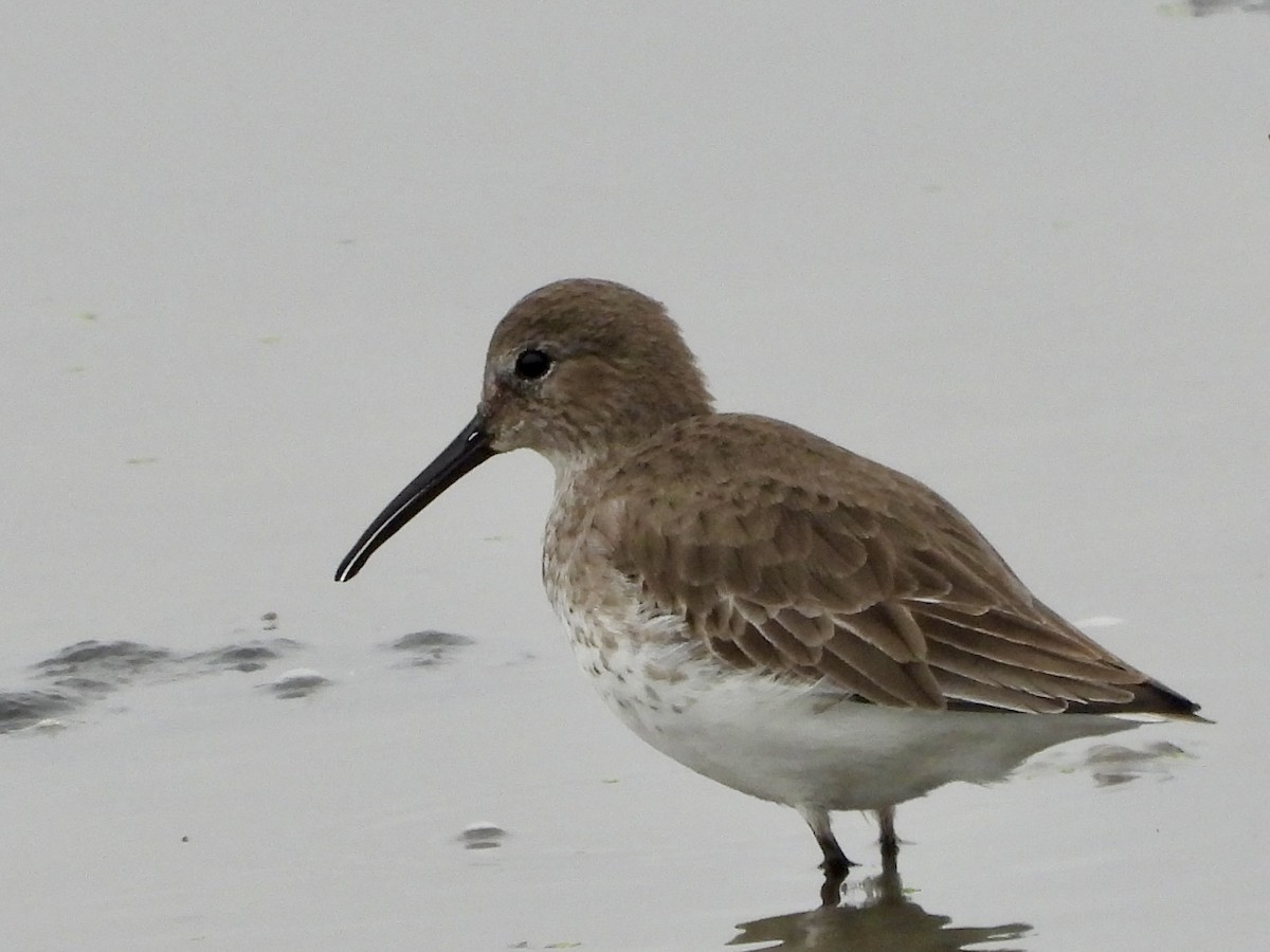 Dunlin - ML645622561