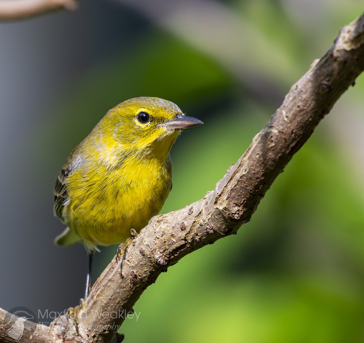 Pine Warbler - ML645622581