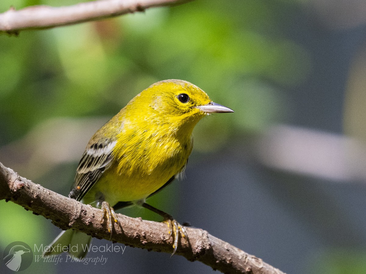 Pine Warbler - ML645622582