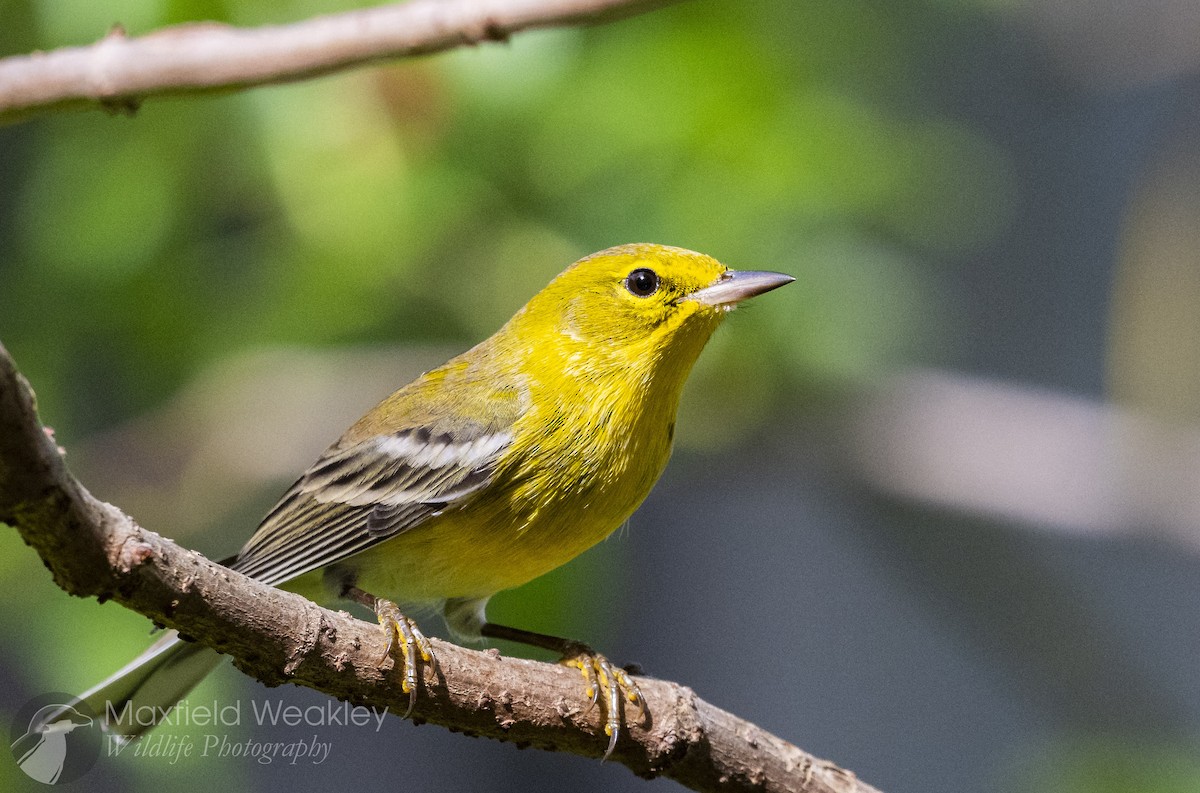 Pine Warbler - ML645622583