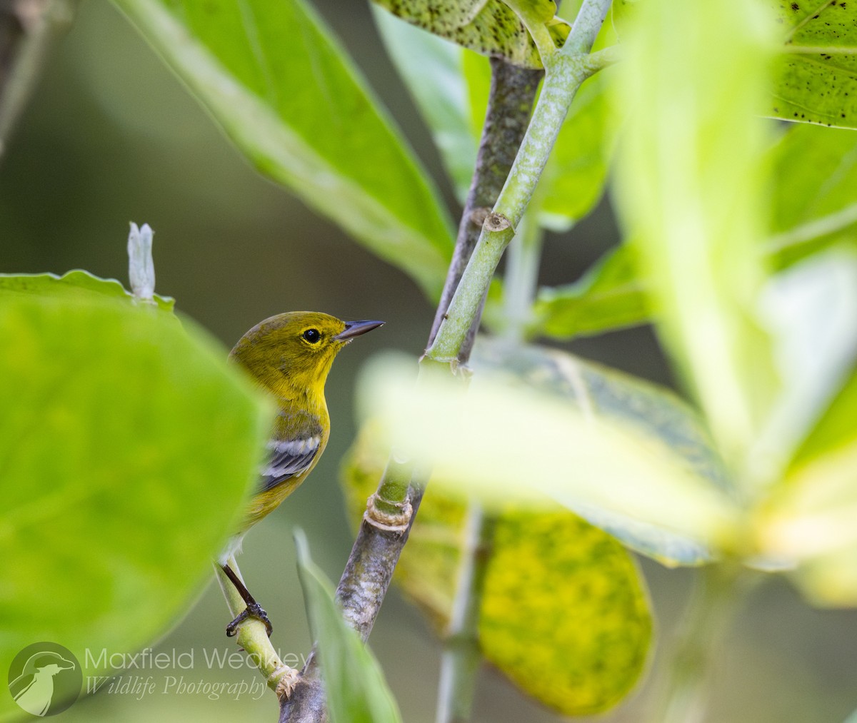 Pine Warbler - ML645622584