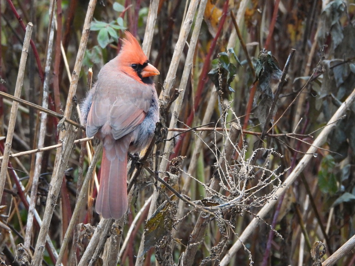Cardinal rouge - ML645622587