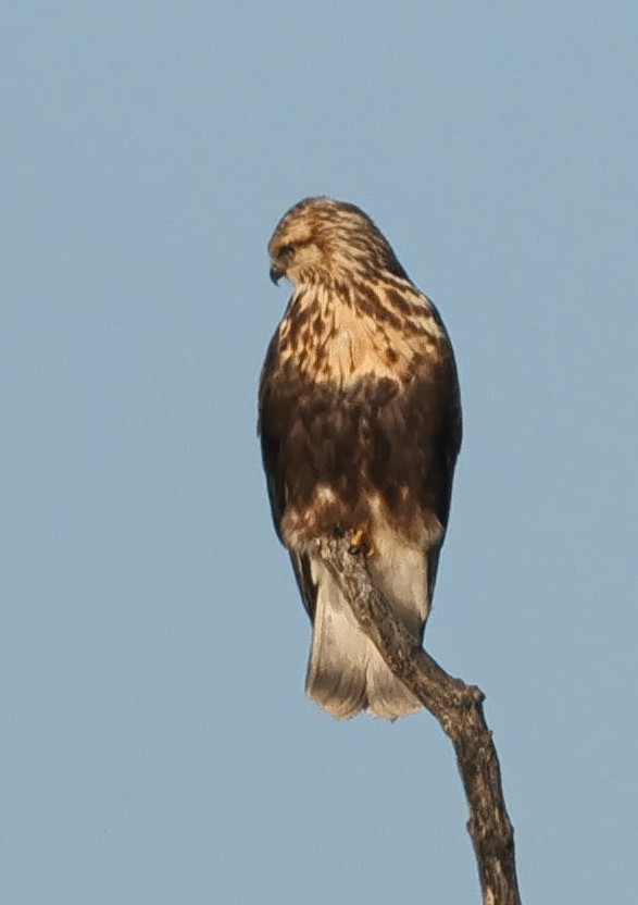 Rough-legged Hawk - ML645622588