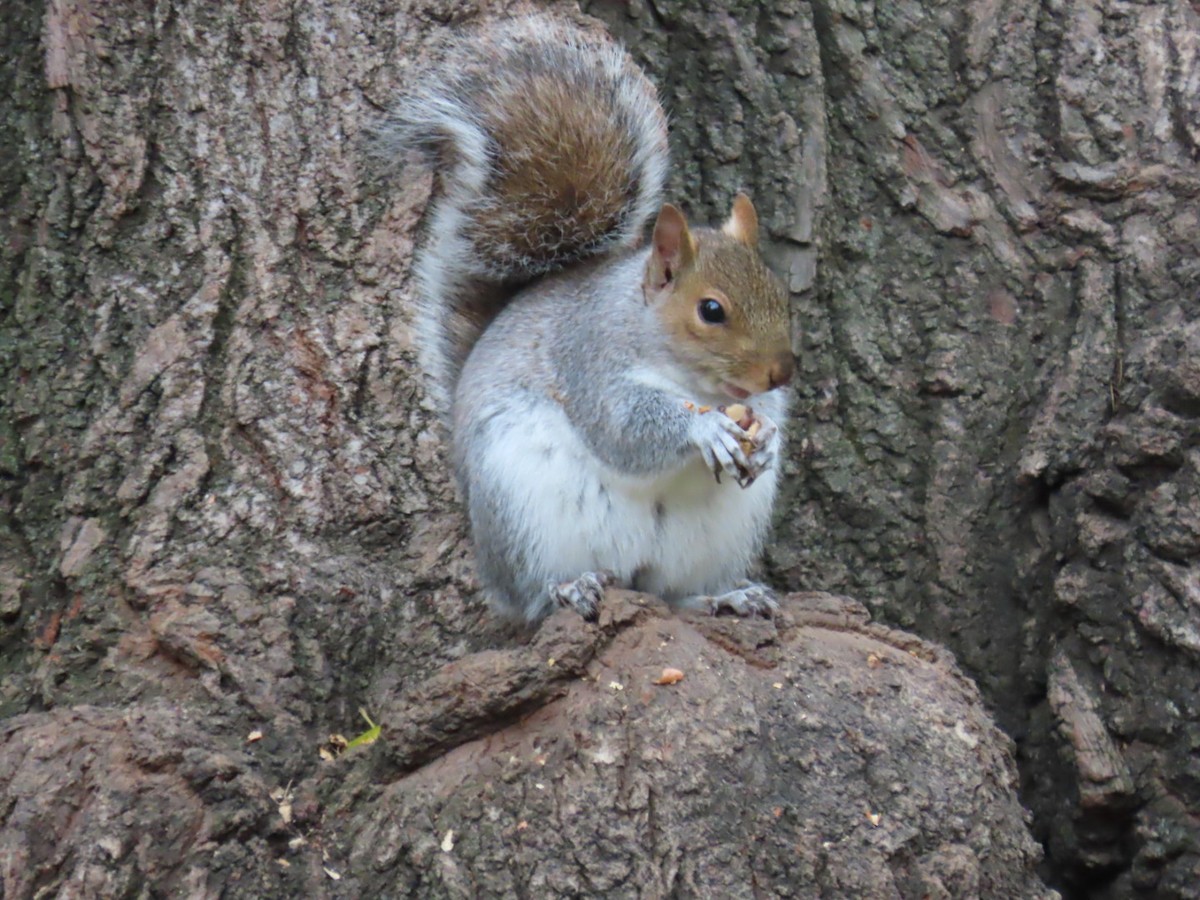 Eastern Gray Squirrel - ML645622593