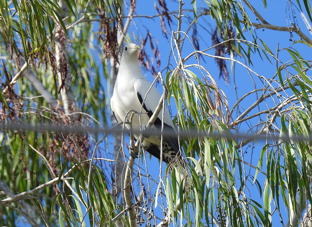 Torresian Imperial-Pigeon - ML645622594