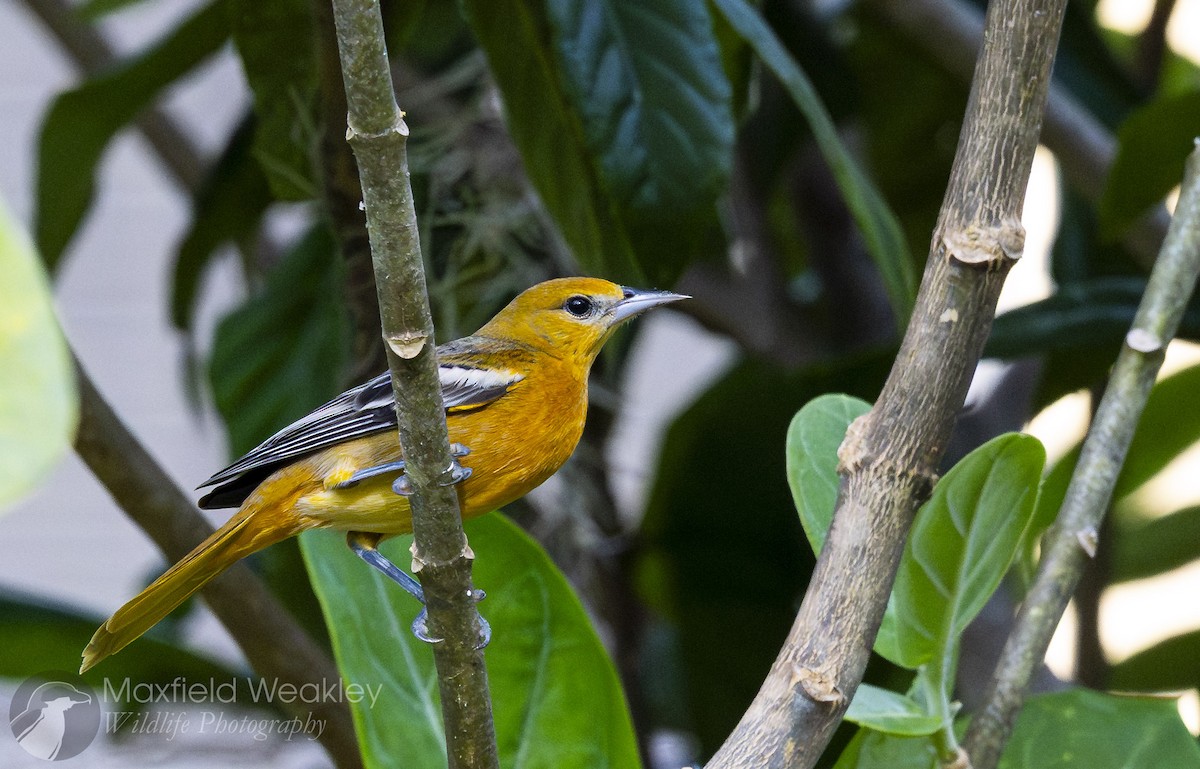 Балтиморский трупиал - ML645622598