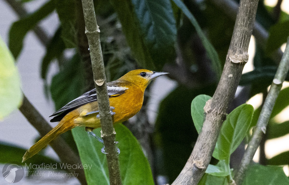 Балтиморский трупиал - ML645622599