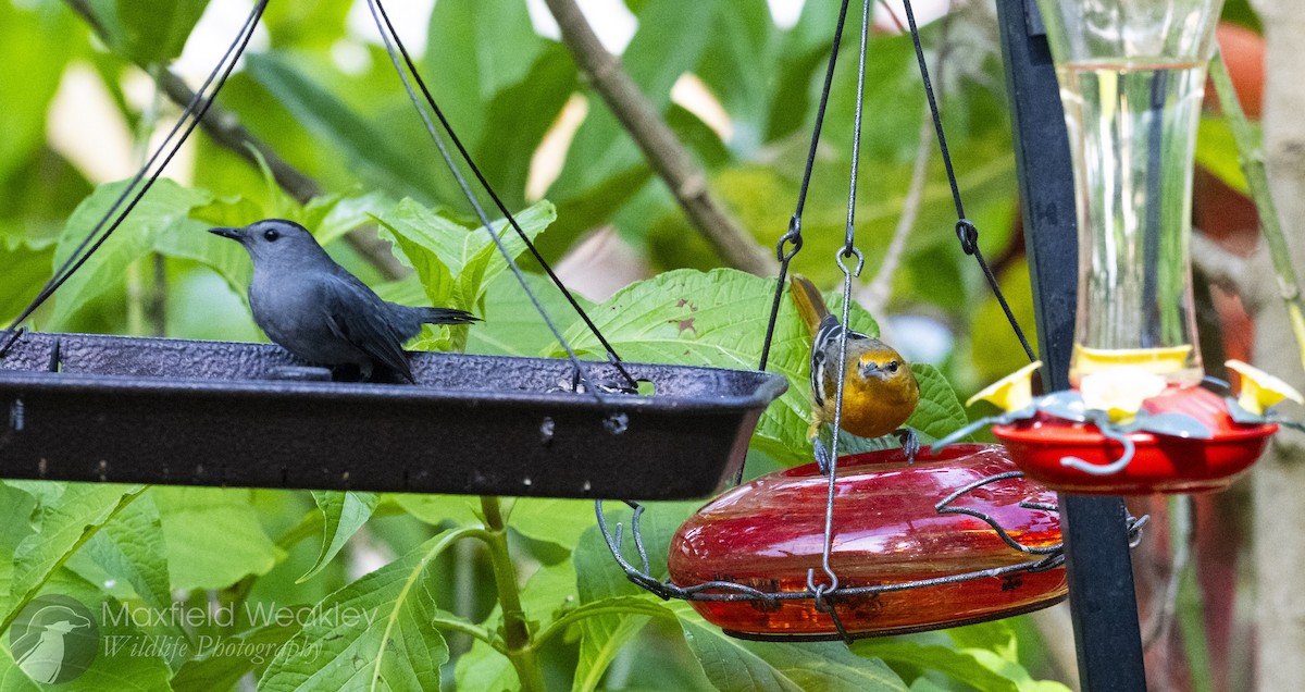 Балтиморский трупиал - ML645622600