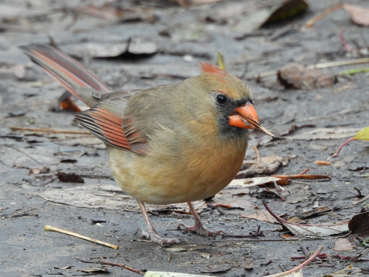 Cardinal rouge - ML645622607