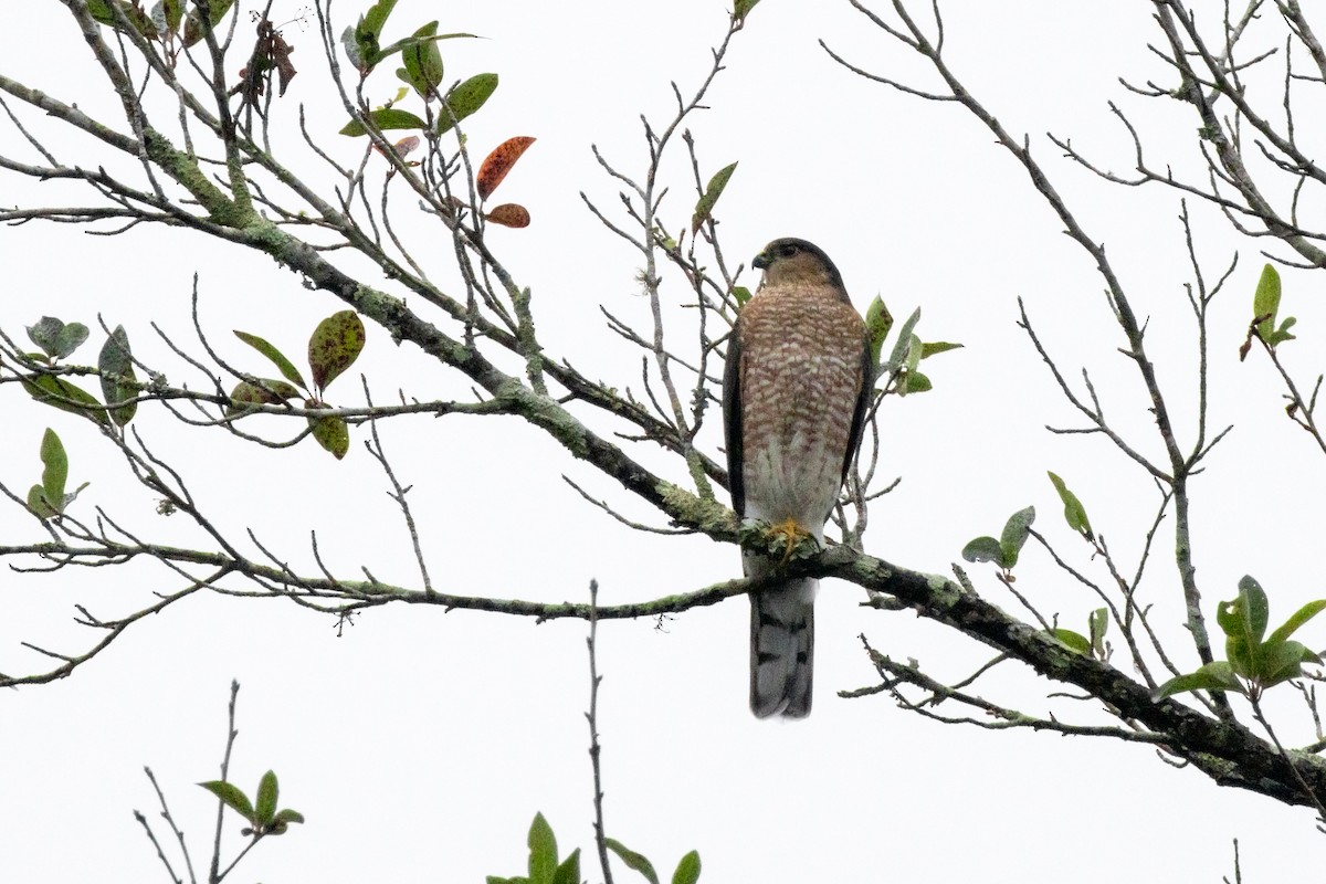 Sharp-shinned Hawk - ML645622608