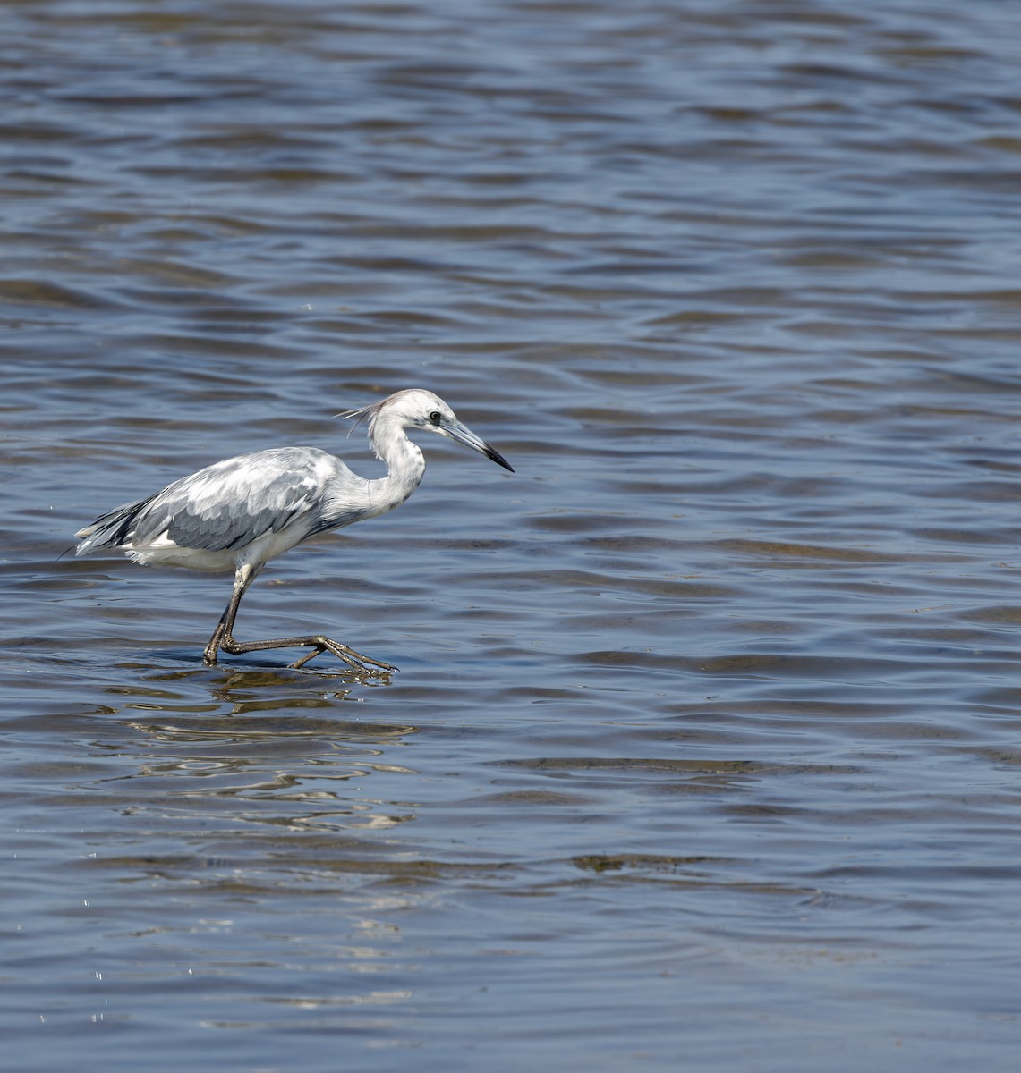 Garceta Azul - ML645622611