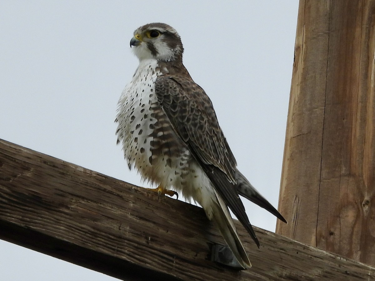 Prairie Falcon - ML645622625