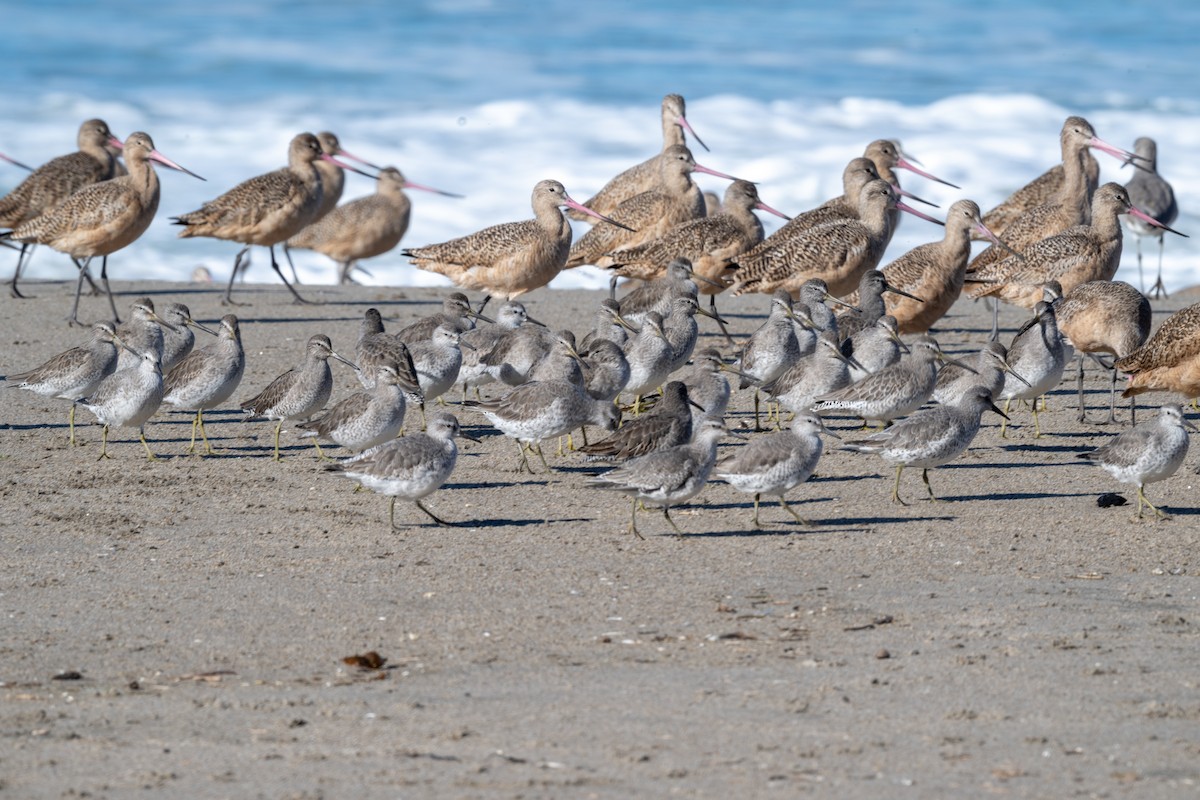 Bécasseau maubèche - ML645622626