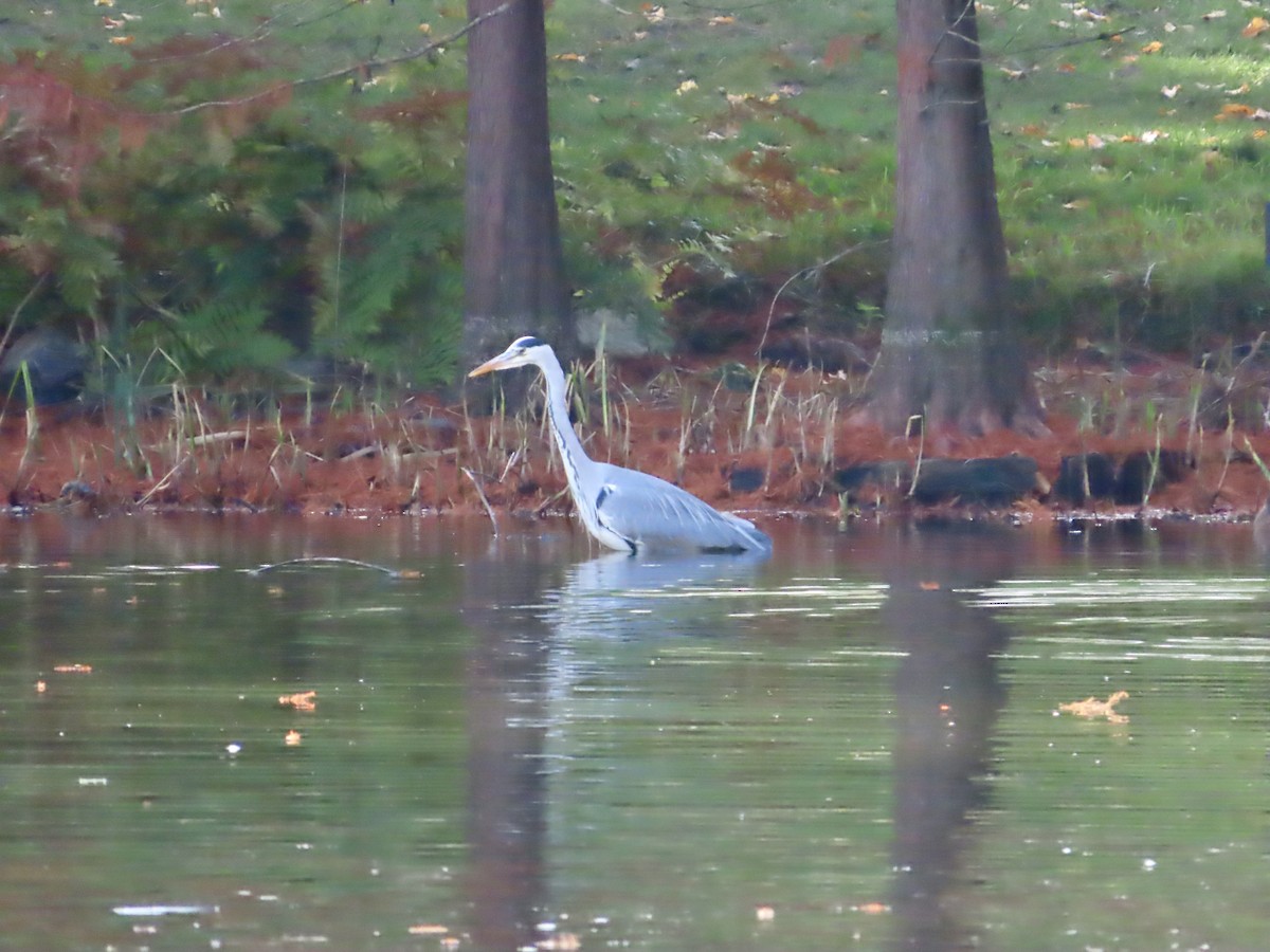 Airone cenerino - ML645622649