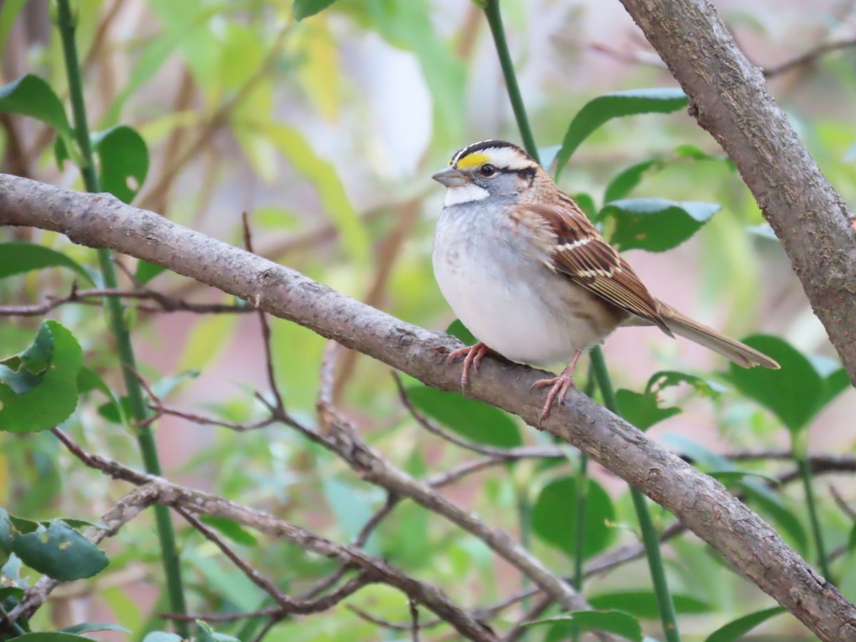 White-throated Sparrow - ML645622652