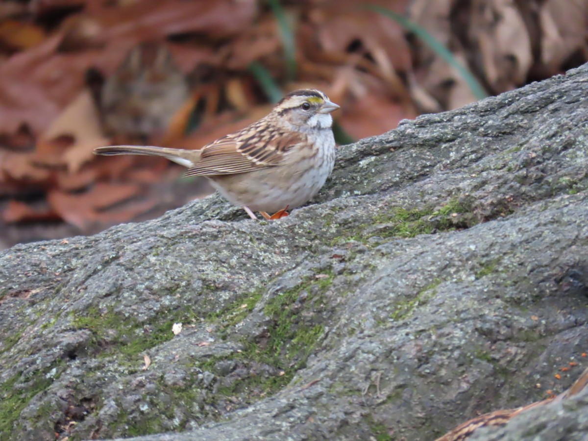 White-throated Sparrow - ML645622653