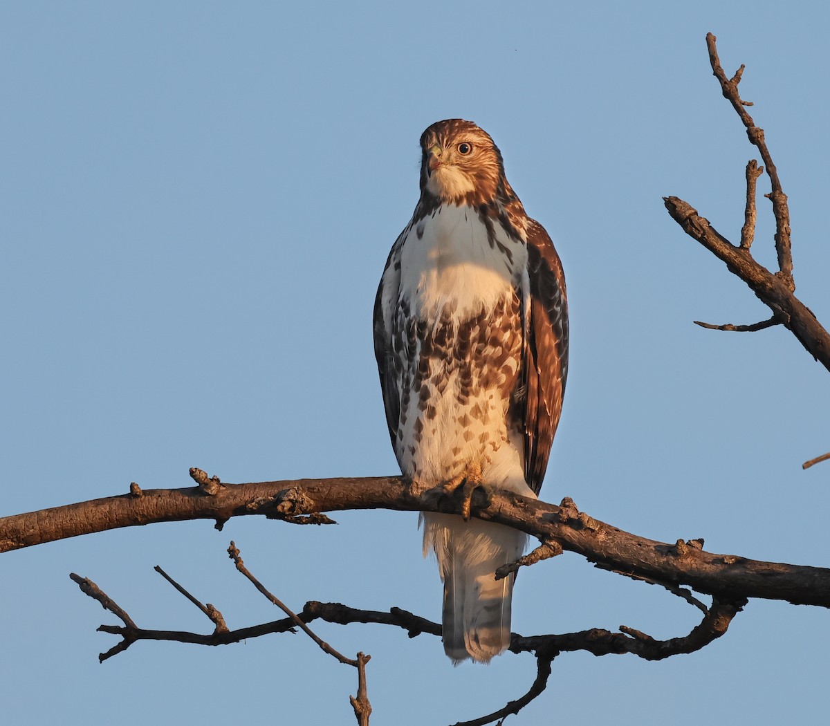 Red-tailed Hawk - ML645622679