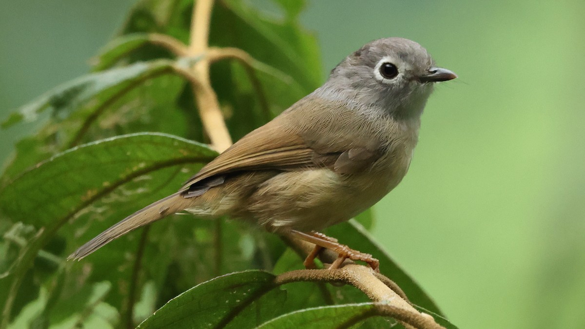 メジロチメドリ - ML645622680