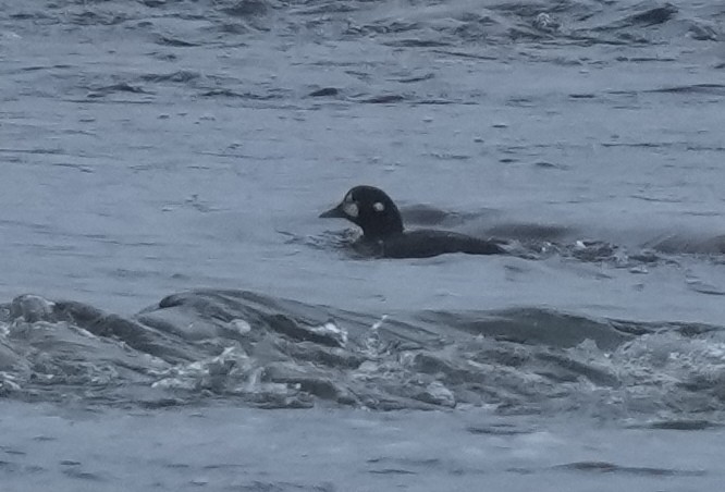 Ahate arlekina - ML645622690