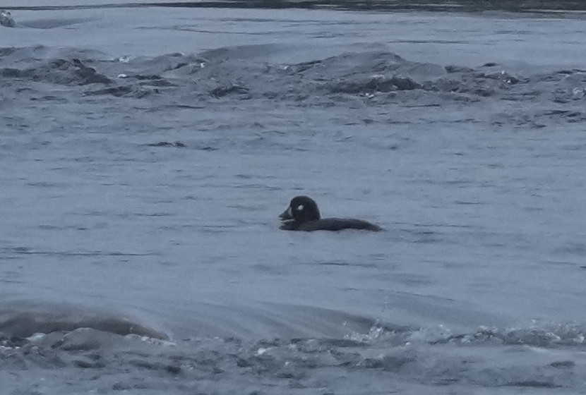 Ahate arlekina - ML645622691