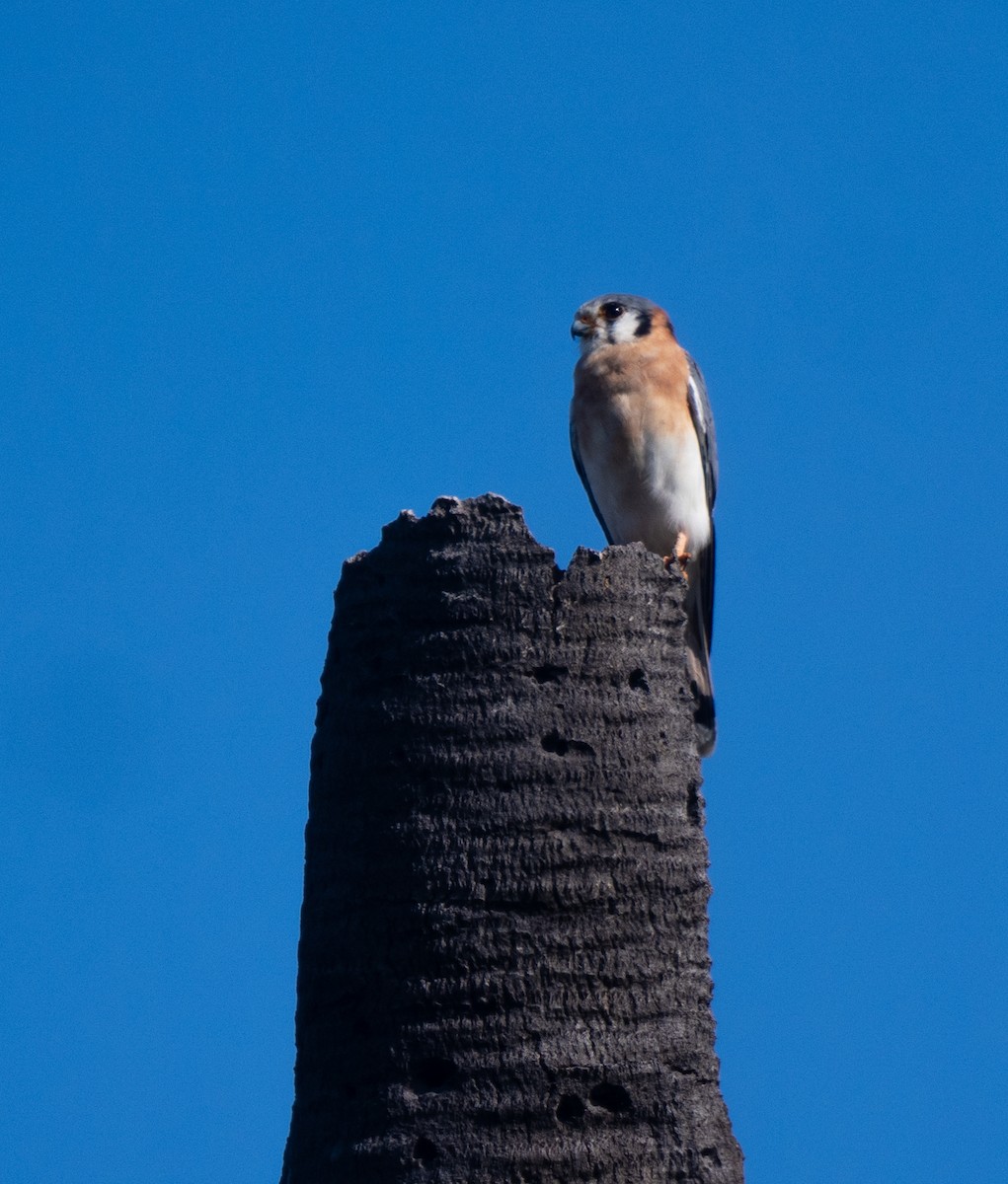 American Kestrel - ML645622696