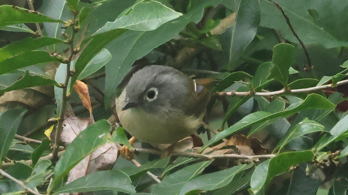 メジロチメドリ - ML645622697