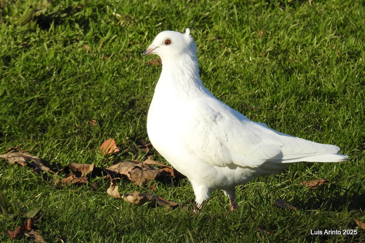 Rock Pigeon (Feral Pigeon) - ML645622721