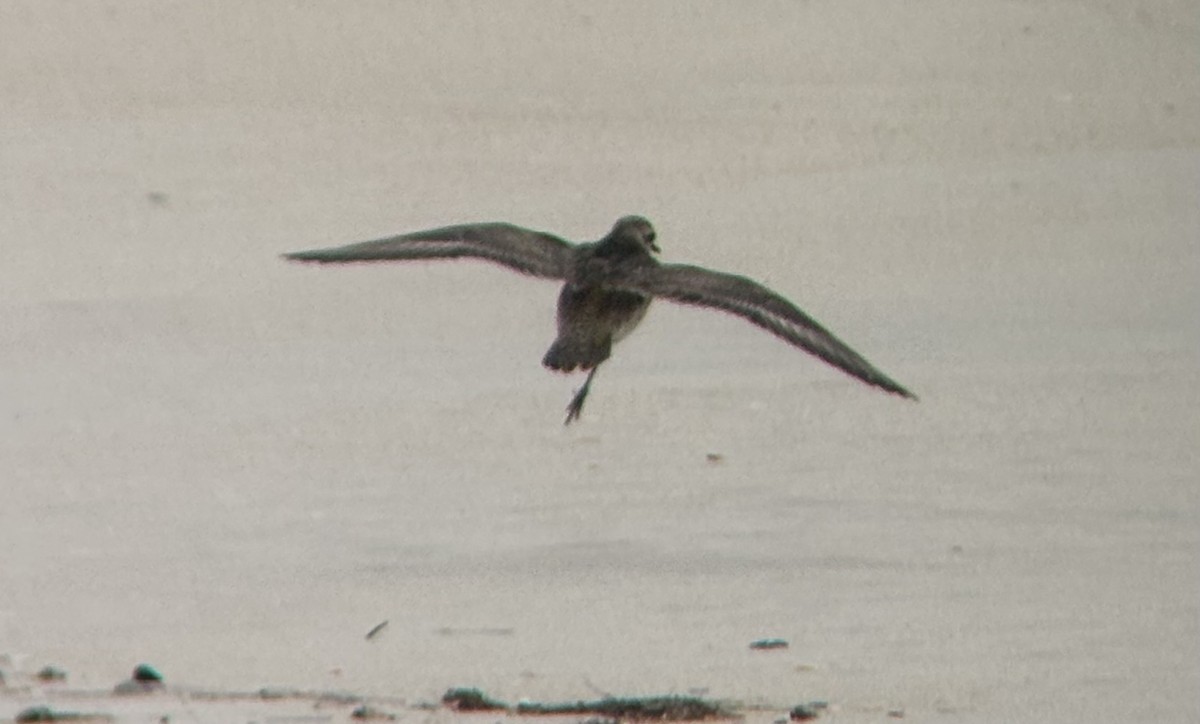 American Golden-Plover - ML645622722