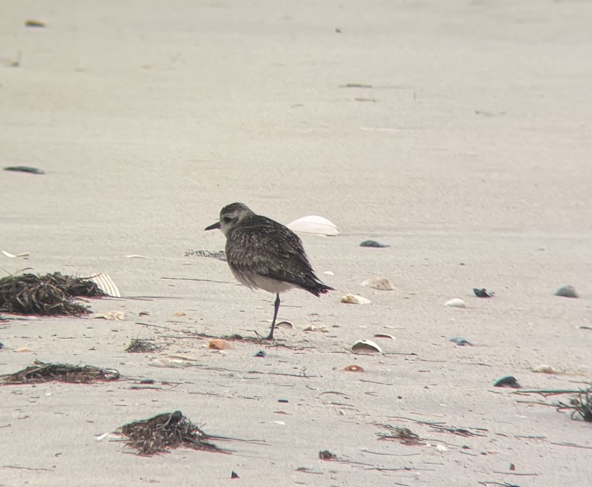 American Golden-Plover - ML645622723