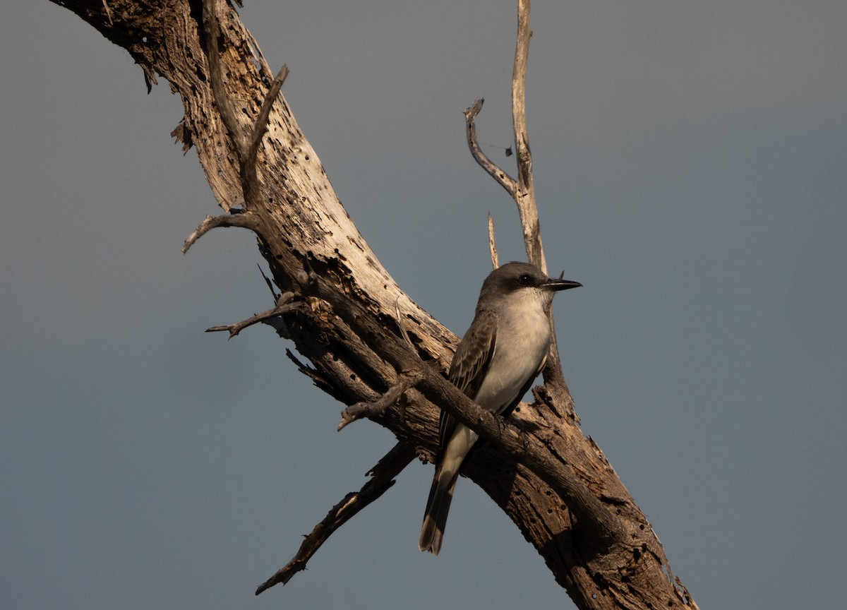 Gray Kingbird - ML645622724