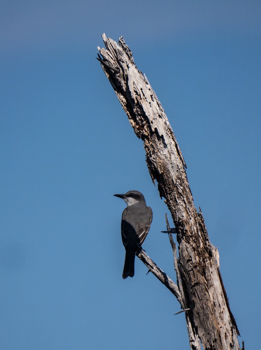 Gray Kingbird - ML645622726