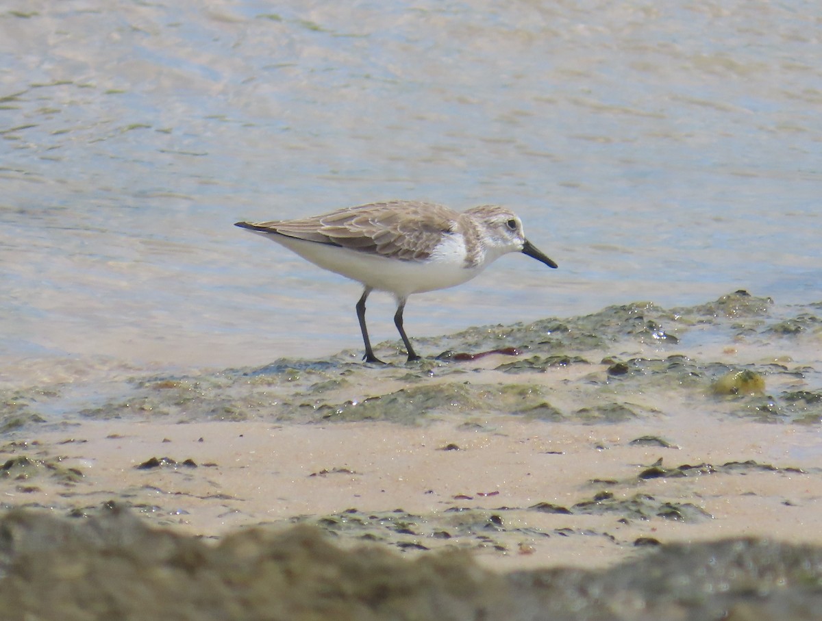 Semipalmated Sandpiper - ML645622727