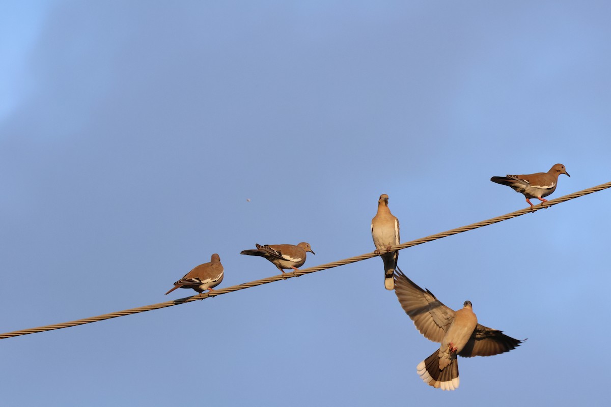 White-winged Dove - ML645622728