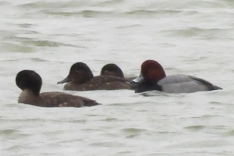 Redhead - ML645622743