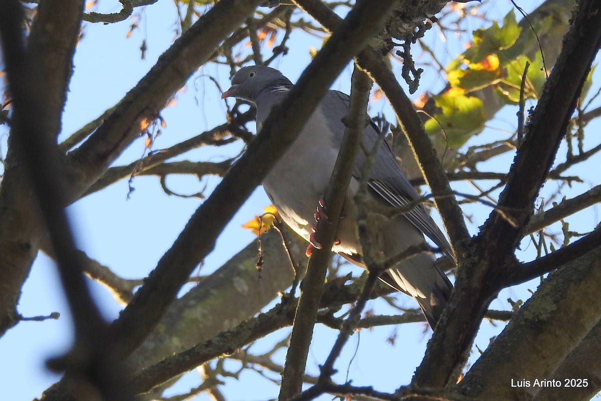 Common Wood-Pigeon - ML645622746