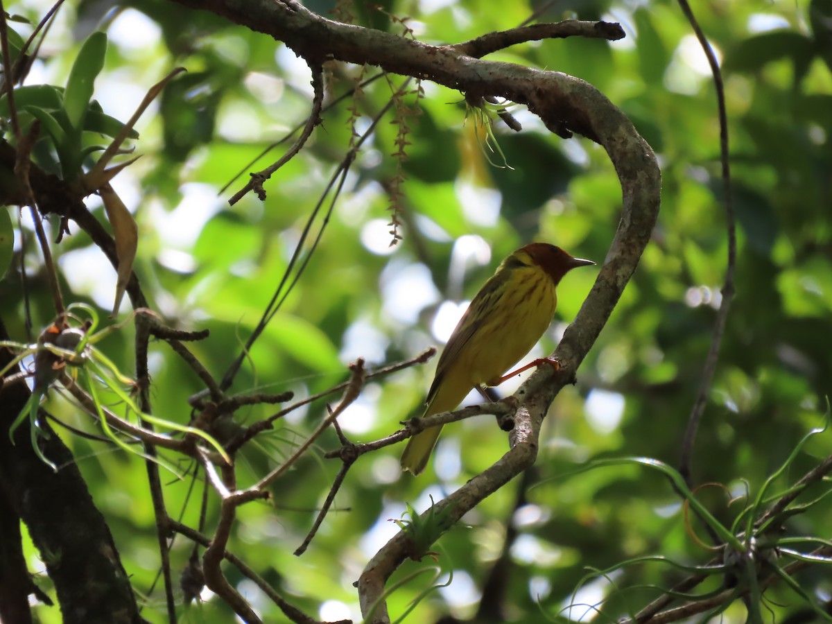 Mangrove Yellow Warbler (Panama) - ML645622747