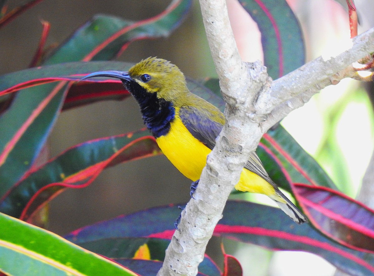 Sahul Sunbird - ML645622748