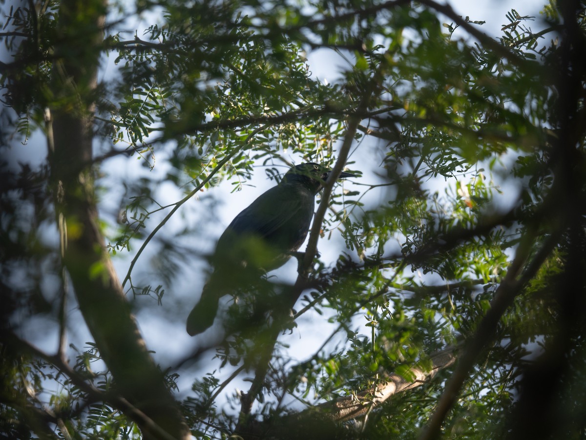 Greater Antillean Grackle - ML645622749