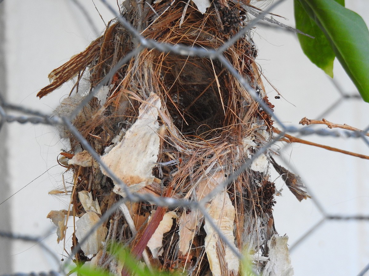 Sahul Sunbird - ML645622756