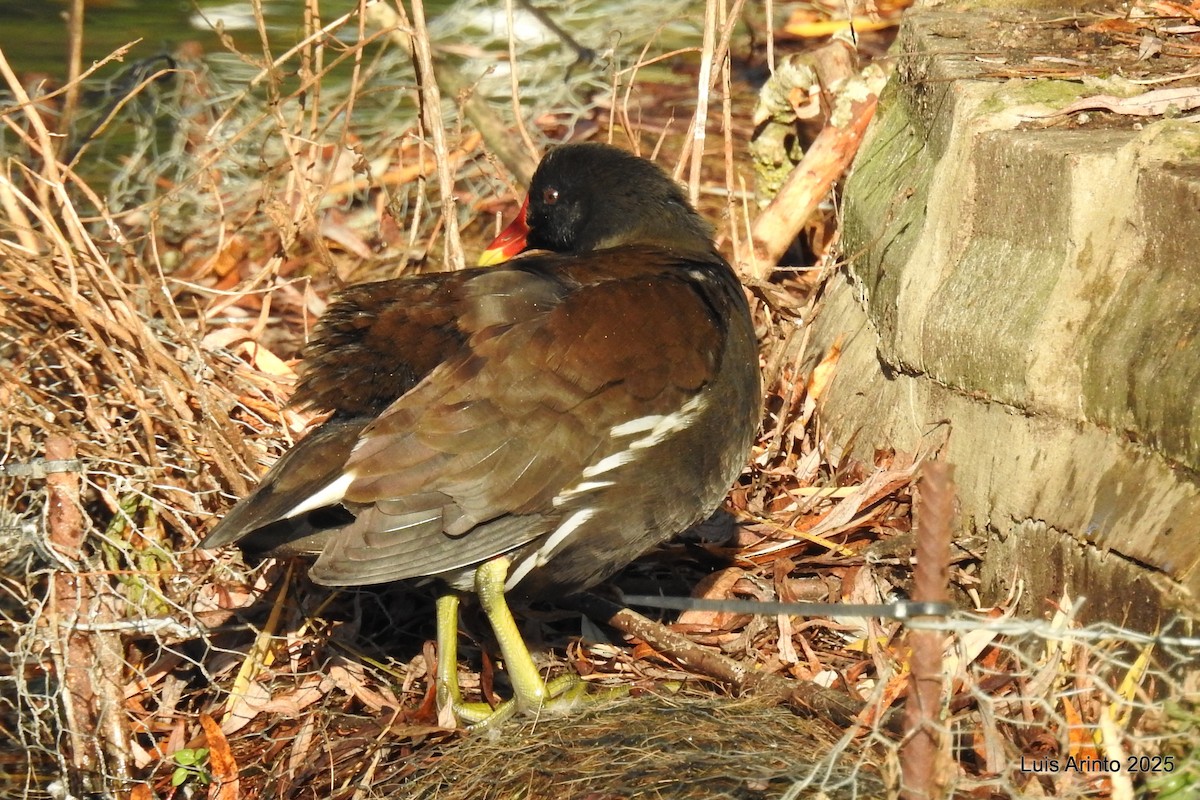 Eurasian Moorhen - ML645622758