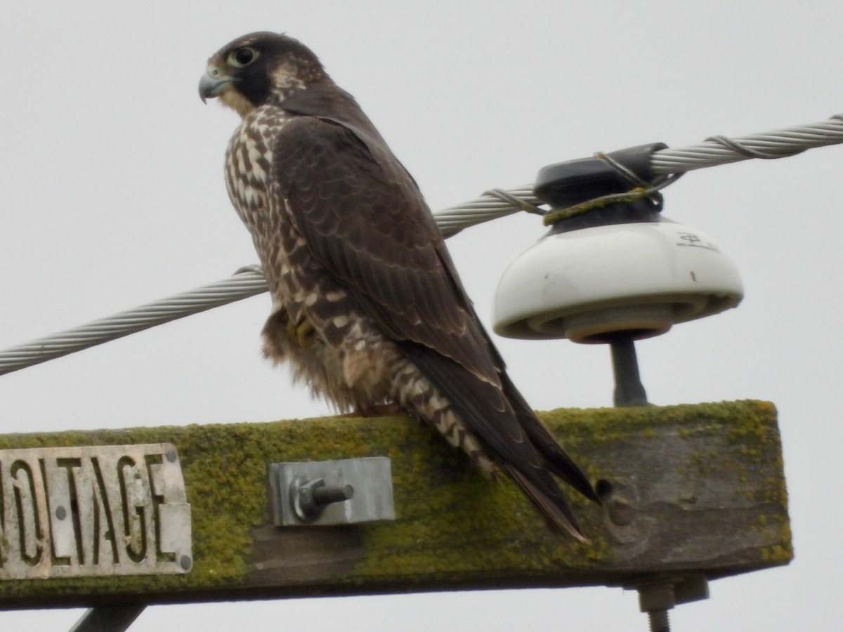 Peregrine Falcon - ML645622759