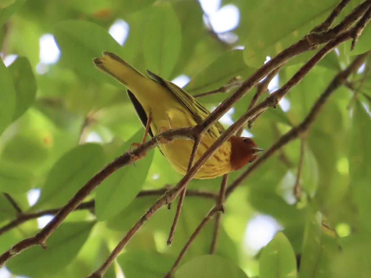 Mangrove Yellow Warbler (Panama) - ML645622760