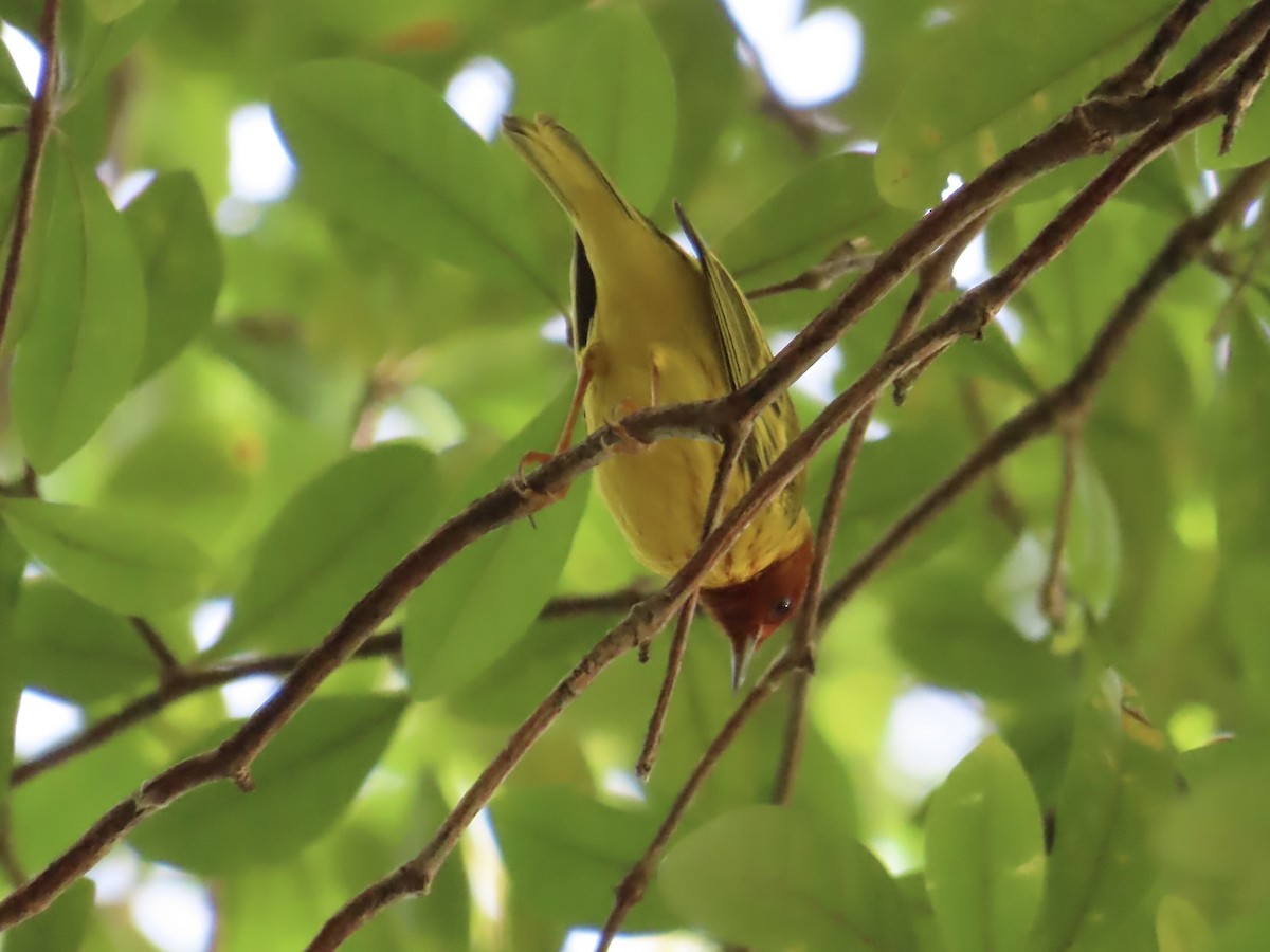 Mangrove Yellow Warbler (Panama) - ML645622767