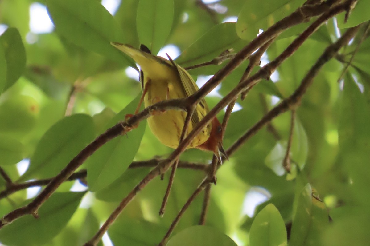 Mangrove Yellow Warbler (Panama) - ML645622769