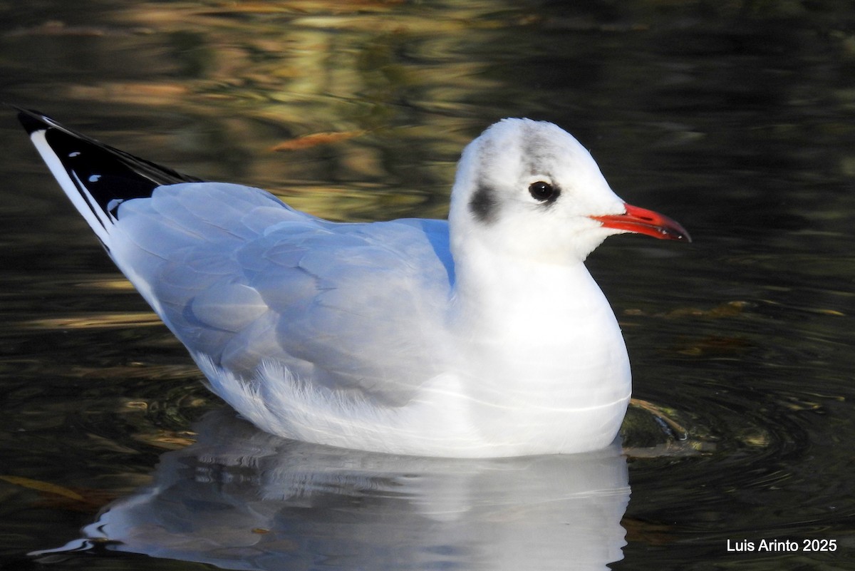 Black-headed Gull - ML645622770