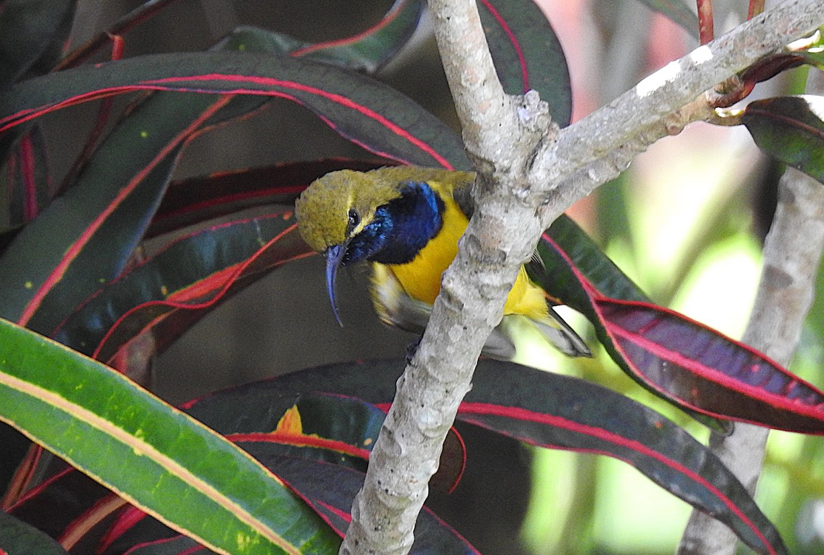 Sahul Sunbird - ML645622774