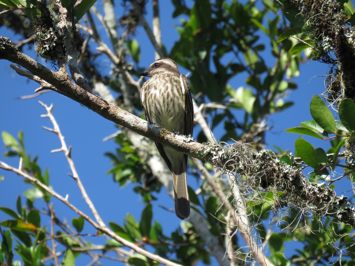 Variegated Flycatcher - ML645622781