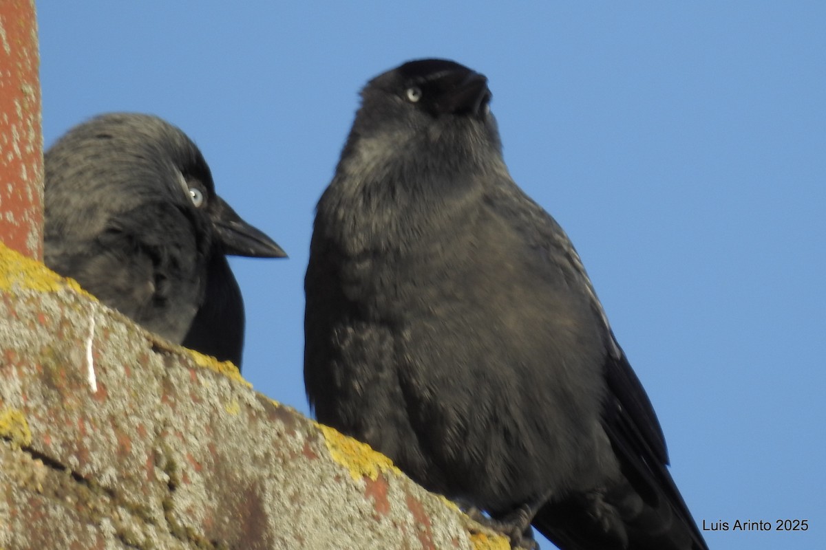 Eurasian Jackdaw - ML645622782
