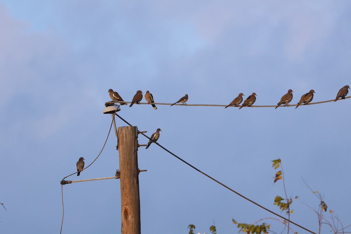 White-winged Dove - ML645622790