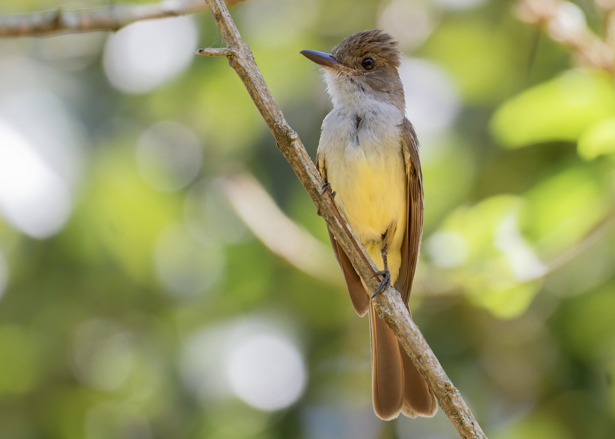 Copetón Capirotado - ML645622801